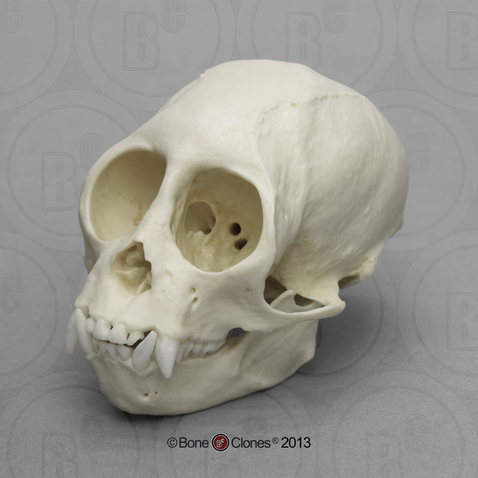 Squirrel Monkey Skull