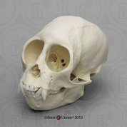 Squirrel Monkey Skull