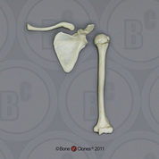 Human Adolescent Humerus, Scapula, Clavicle Set