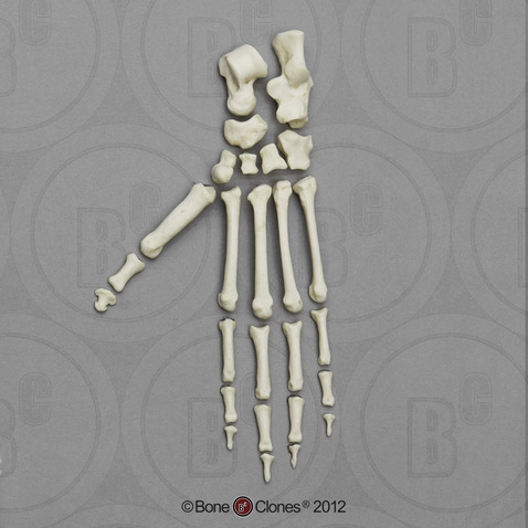 Rhesus Macaque Foot, Disarticulated