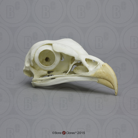 Secretary Bird Skull