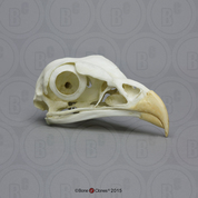 Secretary Bird Skull