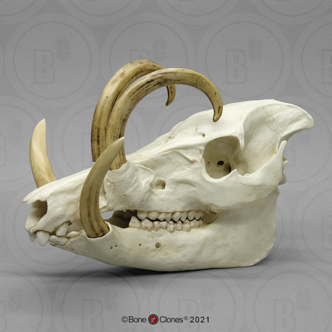 Babirusa Skull