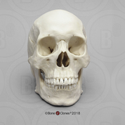 Human Male Asian Skull