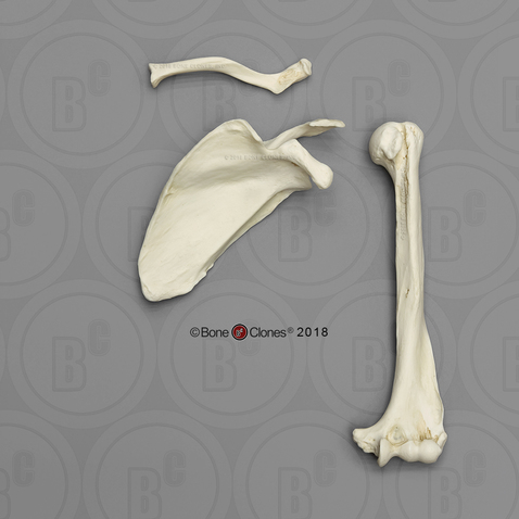 Male Chimpanzee Humerus, Scapula and Clavicle Set