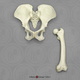 Gorilla Pelvis and Femur