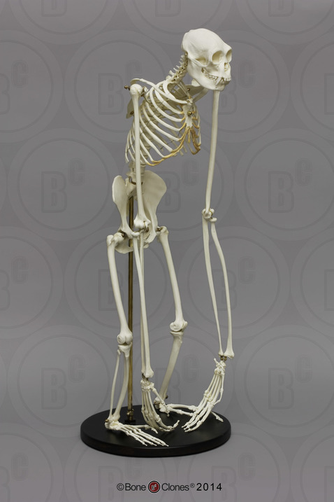 Articulated Siamang Skeleton