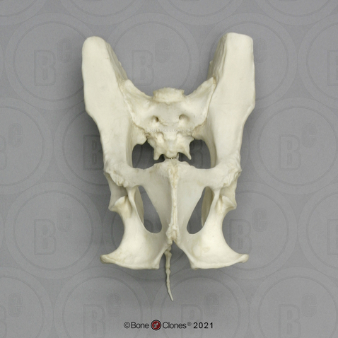 Mandrill Baboon Pelvis