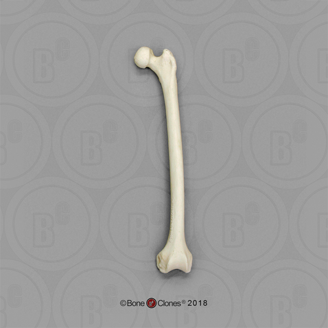 Siamang Femur