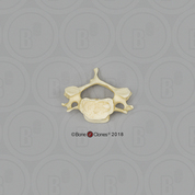 Human Male Asian Cervical Vertebra, Single