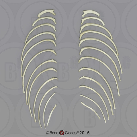 Indri Lemur Ribs, Set of 24 (left and right)