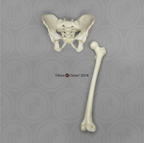 Human Adolescent Pelvis and Femur Set