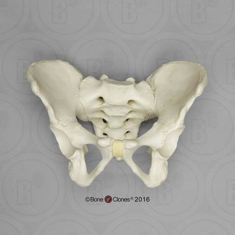 Human Adolescent Pelvis, Articulated