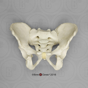 Human Adolescent Pelvis, Articulated