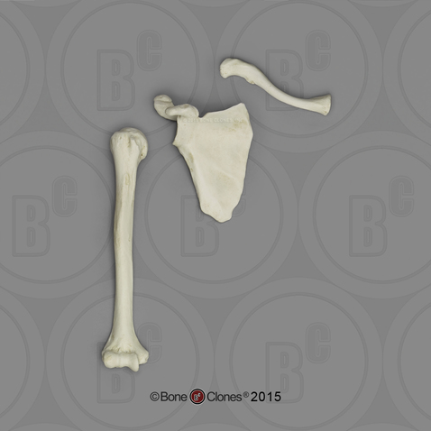 Human Male European Humerus, Scapula, Clavicle Set