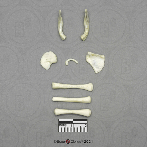 Human Fetal 5 Months Set of 8 Postcranial Bones