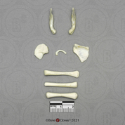 Human Fetal 5 Months Set of 8 Postcranial Bones