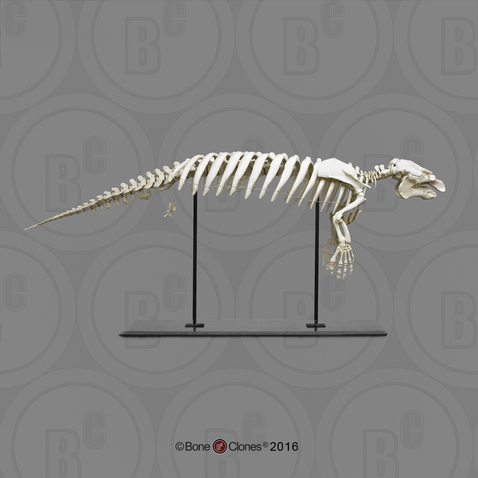 Articulated Manatee Skeleton