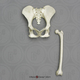 Siamang Pelvis and Femur Set