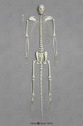 Disarticulated Black Spider Monkey Skeleton