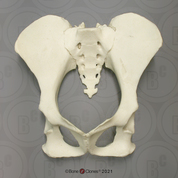 Siamang Pelvis Assembly