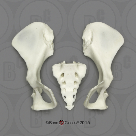 Siamang Pelvis, Disarticulated