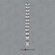 Vervet Thoracic Vertebrae, set of 12