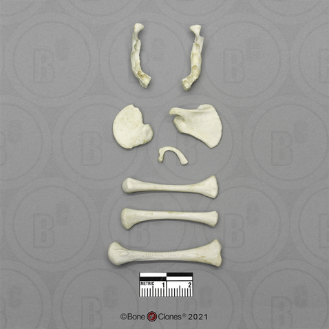 Human Fetal Full Term Set of 8 Postcranial Bones