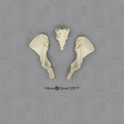 Male Orangutan Pelvis, Disarticulated