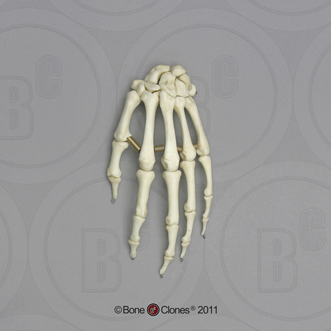 Human Adolescent Hand, Articulated, Premium Flexible