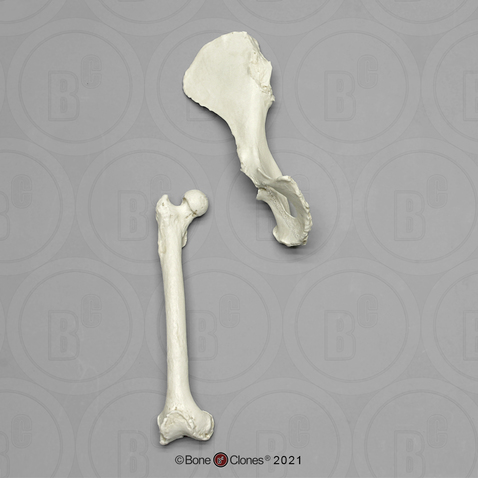 Female Chimpanzee Innominate & Femur Set