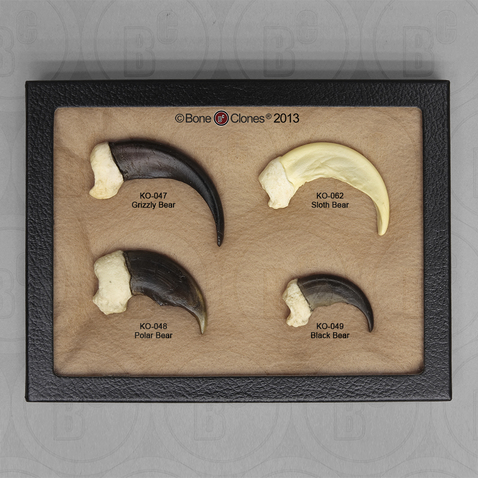 Set of 4 Bear Claws in Riker Box