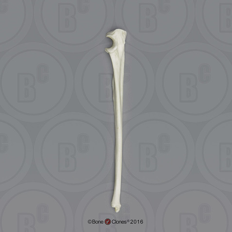 Mandrill Baboon Ulna