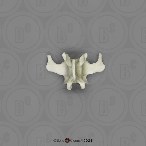 Mandrill Baboon Lumbar Vertebra, Single