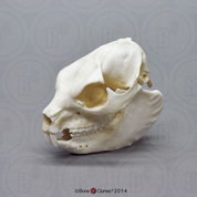 Rock Hyrax Skull