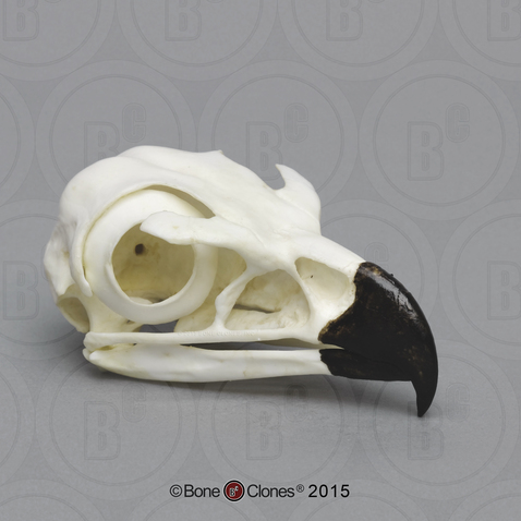 Golden Eagle Skull