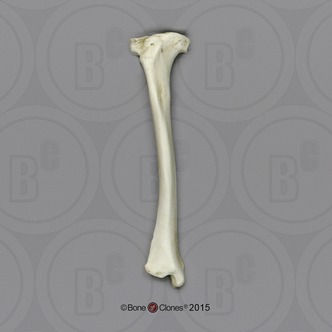 Male Chimpanzee Tibia