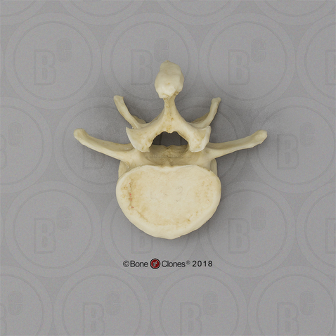 Male Chimpanzee Lumbar Vertebra, Single