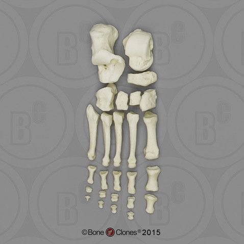 Human Female European Foot, Disarticulated