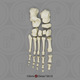 Human Female European Foot, Disarticulated