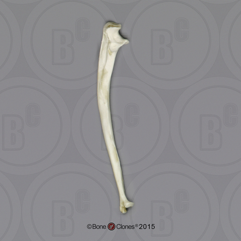 Male Chimpanzee Ulna