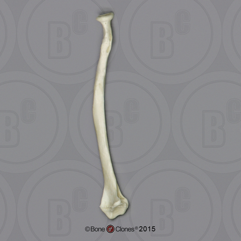 Male Chimpanzee Radius