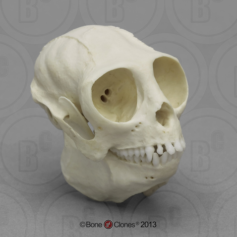 Titi Monkey Skull