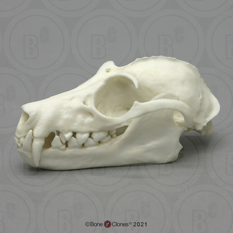 Greater Flying Fox Skull