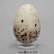 Turkey Vulture Egg