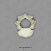 Human Child Lumbar Vertebra, Single (2 pcs.), 14 to 16-month-old