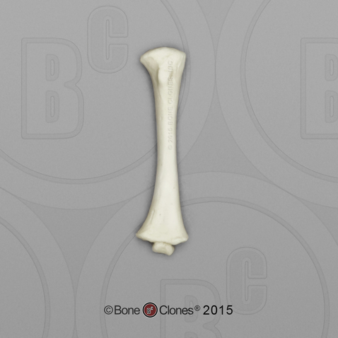 Fetal Chimpanzee Humerus