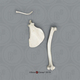 Vervet Monkey Humerus, Scapula and Clavicle Set