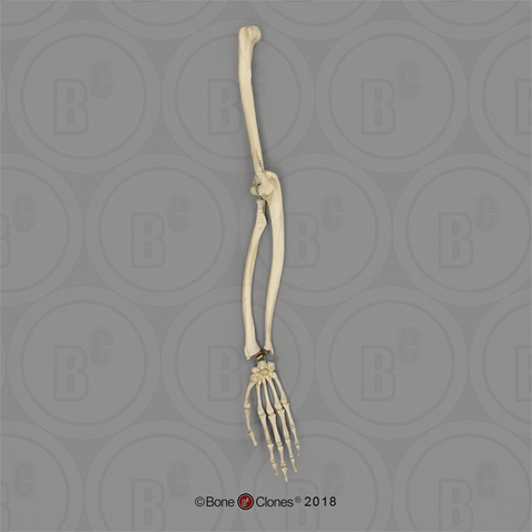 Capuchin Arm, Articulated w/ Articulated Rigid Hand (no Scapula)