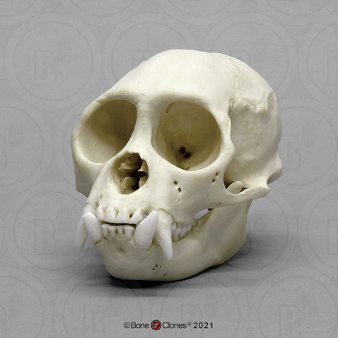 Weeping Capuchin Skull